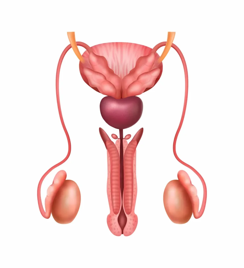 Ilustração anatômica do sistema reprodutor masculino com destaque para próstata e testículos