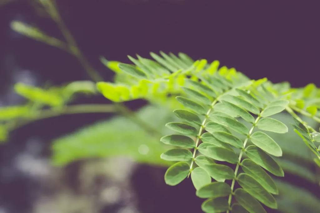 Imagem ilustrativa da planta Phyllanthus niruri, que dá origem ao chá de quebra pedra.